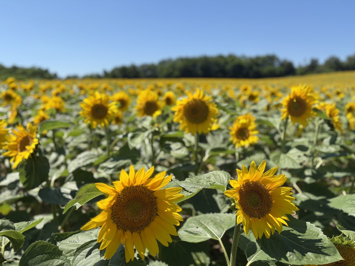 tacosu's tweet photo. 北竜町のひまわりからの旭川！ひまわりは2/3くらい満開でしたわー🌻今日は暑かった！けど気持ちいー

そのまま旭川に泊まりからのー
ラーメン食べたいなーて事で、探して天金さんへー
大変美味しゅうございました(๑'ڡ'๑)୨ https://t.co/VRaw2kypxQ