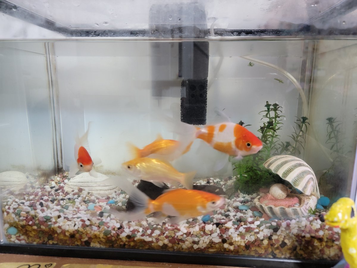 amore_hase's tweet photo. こちらは2年前に夏祭りの金魚すくいで娘たちがとった金魚たちです。

ネオンテトラ達の水槽とはだいぶ格差があります。 https://t.co/yeMaXTcpCH