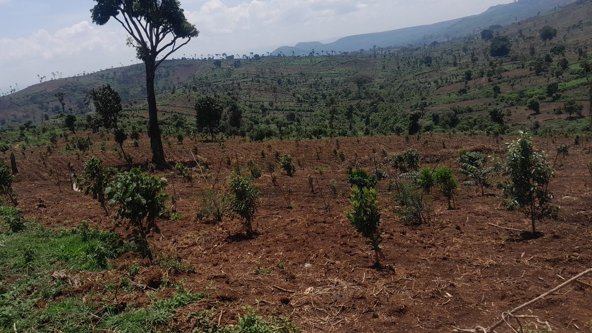 MauForest_iclip's tweet photo. Images showcasing the progress of the Safaricom reforestation project in Kuresoi, where over 600,000 indigenous trees have been grown, achieving an impressive survival rate of more than 95%.
#MauForestComplex
#safaricomplc
#ForestRestoration https://t.co/3knhquALOr