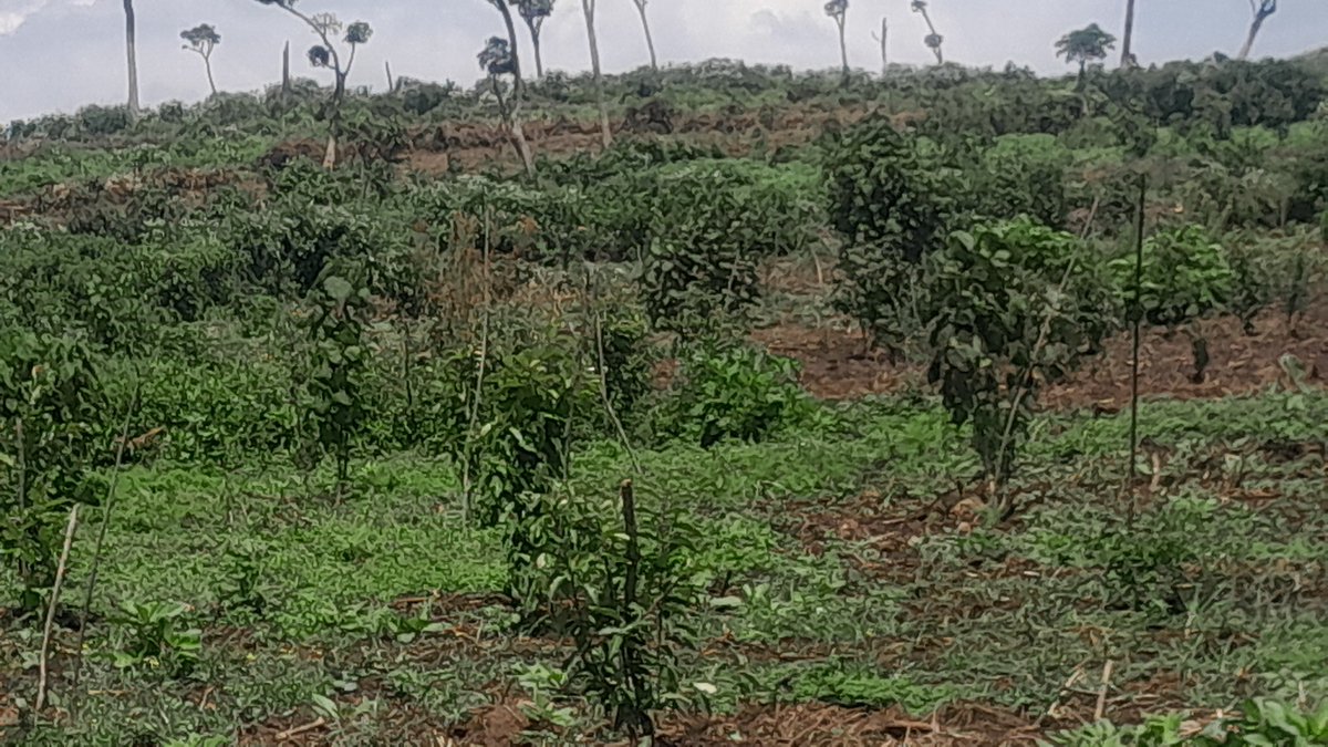 MauForest_iclip's tweet photo. Images showcasing the progress of the Safaricom reforestation project in Kuresoi, where over 600,000 indigenous trees have been grown, achieving an impressive survival rate of more than 95%.
#MauForestComplex
#safaricomplc
#ForestRestoration https://t.co/3knhquALOr