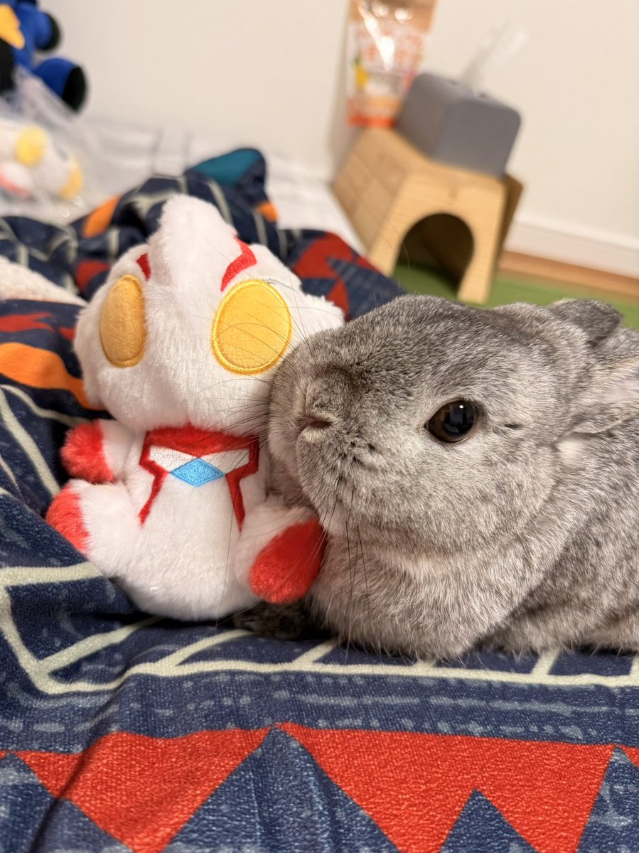 shari_usa's tweet photo. だ〜れだ https://t.co/yWKhGfJmew