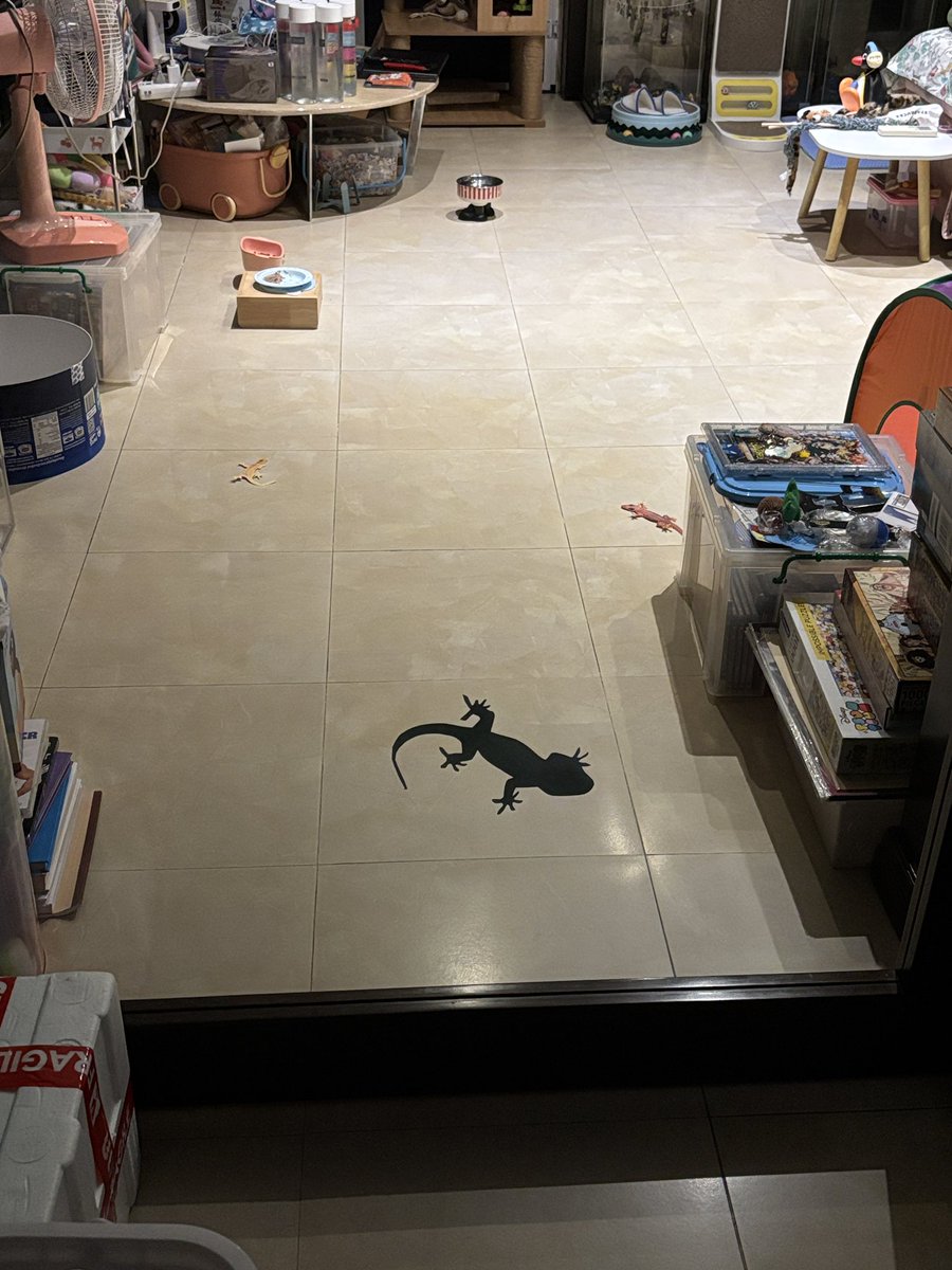 brainrotlevelxx's tweet photo. กลับมาถึงบ้านตกใจมาก มีตุ๊กแกยักษ์เกาะประตูห้องจี้ แต่มันคือตุ๊กแกกระดาษอิสัด คนร้ายคือแม่กุ ทำมาให้จี้เล่น เห้อ แล้วมีจิ้งจกยักษ์อีกสองตัวด้วยนะบนพื้น https://t.co/PLhBHTJ9wr