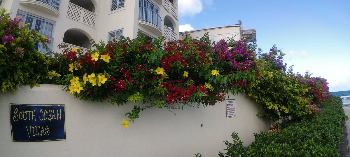 BoardwalksBB's tweet photo. 🌺🪻🌷 The ocean may steal the spotlight, but the south coast boardwalk is blooming with colour too. Look down, look around… the flowers are putting on their own little show 🙂
#barbados #barbadosboardwalk https://t.co/MFXlWYHXfU