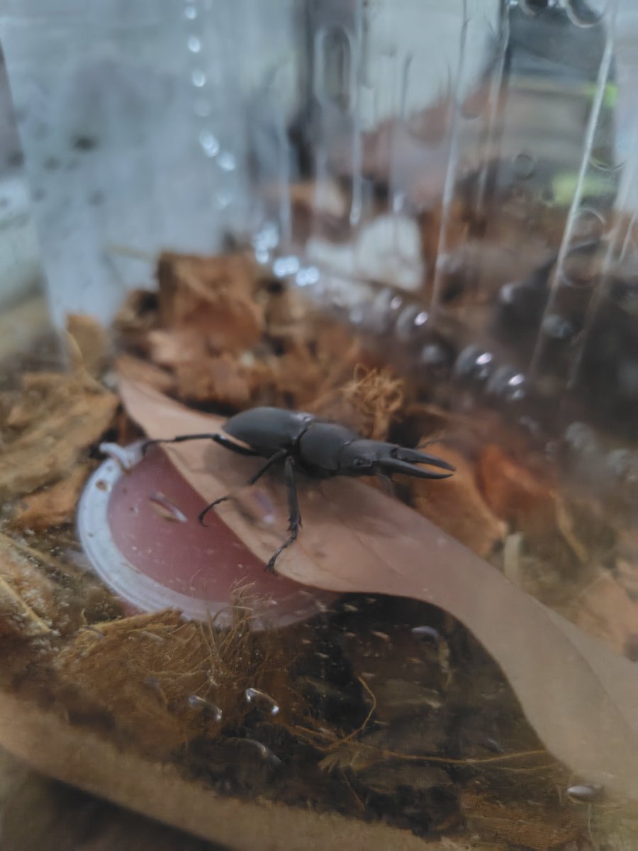 an_spy6's tweet photo. 妻が何匹かカブクワ貰ってきたんだけどこれ何クワガタ？
ノコギリ？ https://t.co/n3NU8WGybg