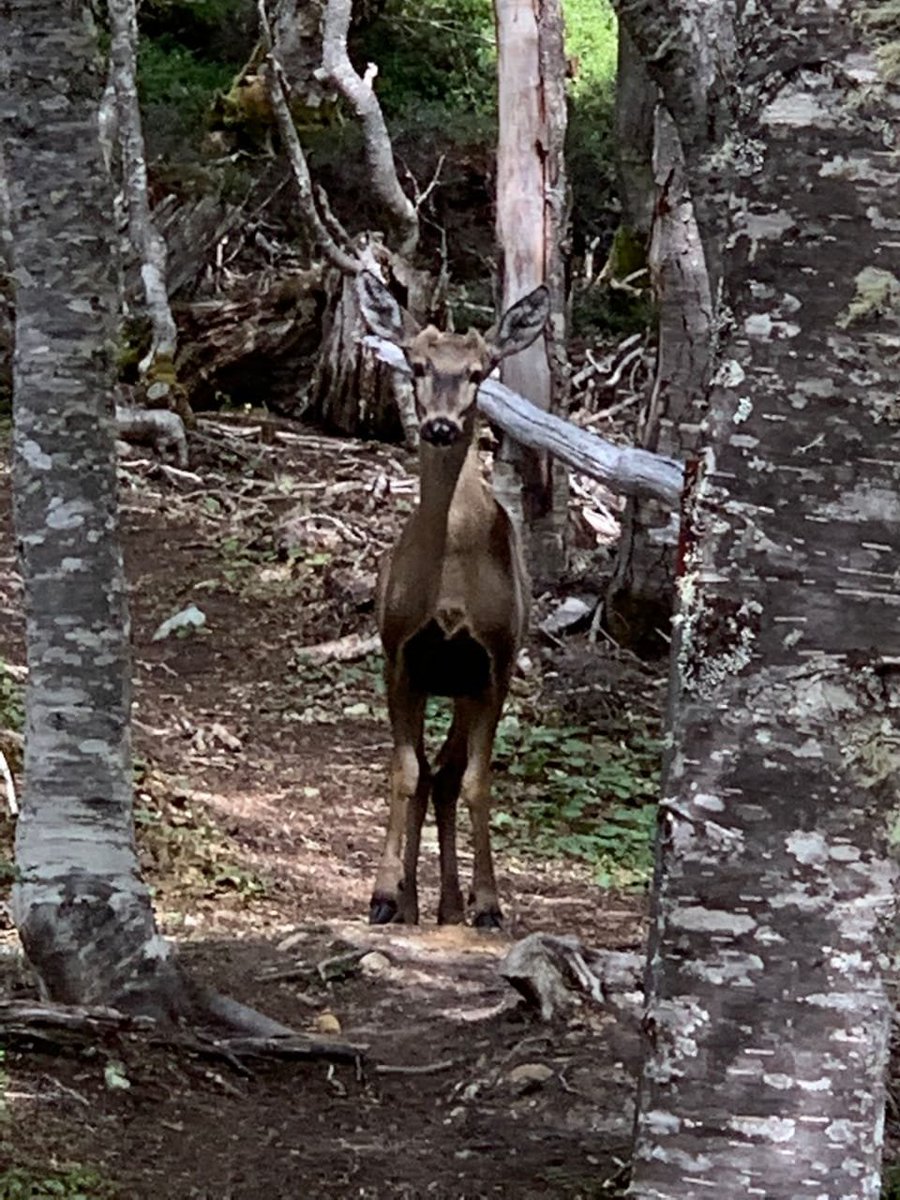 conaf_magalla's tweet photo. En el Día Internacional del Huemul, especie en peligro de extinción, recordamos hitos que evidencian nuestro compromiso por su conservación: monitoreos en PN Torres del Paine y Bernardo O'Higgins, avistamientos, la huemul  Juanita y traslado de ejemplares a RN Laguna Parrillar https://t.co/1It4CwQTCl