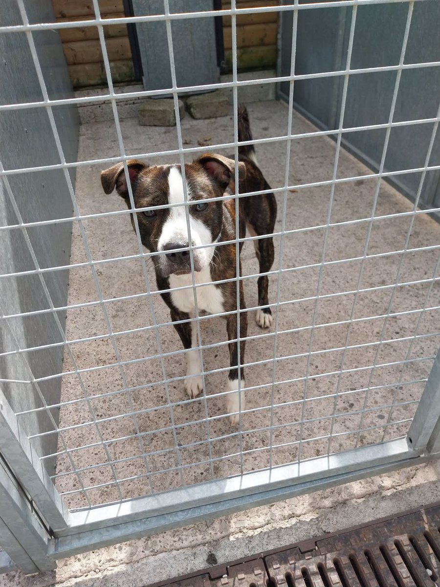 AdoptionsUk's tweet photo. Please retweet, Dogs trust have a 3 - 4 months waiting list of people wanting to give up their dogs‼️‼️‼️ 
We need urgent changes to legislation re ownership, sales and breeding of pets in the UK.
Councils are still issuing new licences to breed. 
Rescue shelters and council pounds are beyond full. 
Below, abandoned dog in Salford council pound Wed 5 Aug 26 J62882 Rescue shelter space needed. 
This dog was found near #Patricroft  train station #Monton #Eccles
The Dog is chipped, but not up to date. No collar or tag
Do you know this dog? If so please call our contact centre on 01617932500.
Please like & share the post as every share helps! - Salford Council Pound. 

 #RESCUEDOGS #England #Scotland #adoptdontshop
@Nightowl400 #UK 
#GSD #adoptdontshop #England #Scotland #Wales #London @GMB @NickDixonITV @PatrickChristys @GBNEWS @BBCNews @itvnews @RobbieRinder 
@gsrescueelite @LurcherSOS
@andyburnham @clarebalding
@NewmanDian1426 @rosiedoc666
@Nightowl400 #K9hour @themayhew
@AllDogsMatter @HopeRescue
@WoodgreenPets
@team_greenacres @WWPdogs
@KatieAmess @AndrewRosindell
@RSPCA_PATeam @DogsTrust 
@Battersea_ @APDAWG
@clarebalding @domdyer70
@PeterEgan6 @ruskin147
@thismorning @NickDixonIT
@PatrickChristys @GBNEWS
@BenObeseJecty @lucydahlia
@JaneFallon @rickygervais
#Rescuedogs #Straydogs @Dogs4Rescue
@BestinDogs @millypod1
@rosiedoc666 @LeilaniDowding