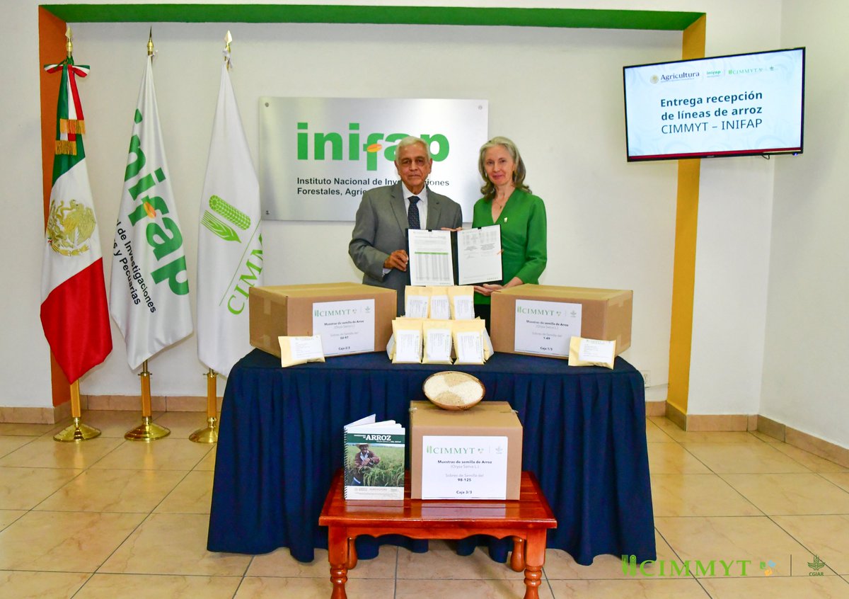 CIMMYT's tweet photo. 🌾 123 rice materials are now in the hands of @inifap  researchers.

We are proud to support rice evaluation, improvement &amp; validation across Mexico, helping strengthen national production and more resilient food systems.

Invest in stronger harvests: https://t.co/sI2PPcf584 https://t.co/DNvfTQOiFl