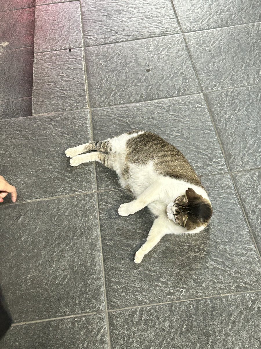 Syahfarhan10's tweet photo. Ketemu mujaer Pocin lagi🫠 galak banget dia tuh😭😭 https://t.co/HdUKkFNiTm