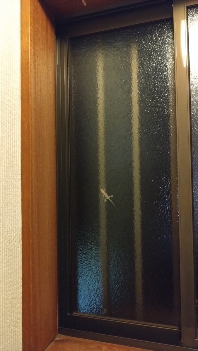 a_machika's tweet photo. 久しぶりのヤモリちゃん🦎しかもチビちゃん！チビチビちゃん！！！！カワイイ！！！！ https://t.co/ItWNkcSG8h
