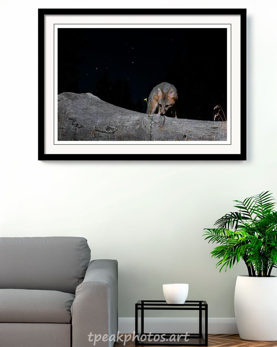 tpeakphotos's tweet photo. Lassen County gray fox + 6-second exposure + Scorpius overhead. The fox obliged. The constellation cooperated. Several weeks of dead batteries got me here.

Framed Print:  https://t.co/xxkDCEab0B 

#tpeakphotos #wallartwednesday #grayfox #wildlife https://t.co/CQeZovTv6V
