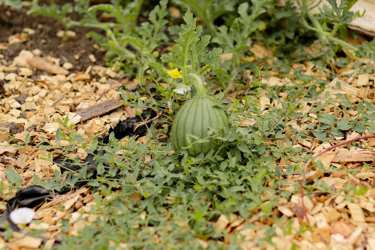 hungertaskforce's tweet photo. Sweet things are growing at the Hunger Task Force Farm! 🍉Our hoop houses are bursting with watermelon and cantaloupe, and before long these fresh, locally grown fruits will be making their way to local food pantries across our community! https://t.co/DnKZAfDZMS