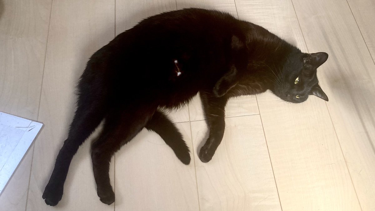 oreisore_cat's tweet photo. お腹に白いボタンくっつけてるおれ
#黒猫 https://t.co/6eiMGLO1eQ