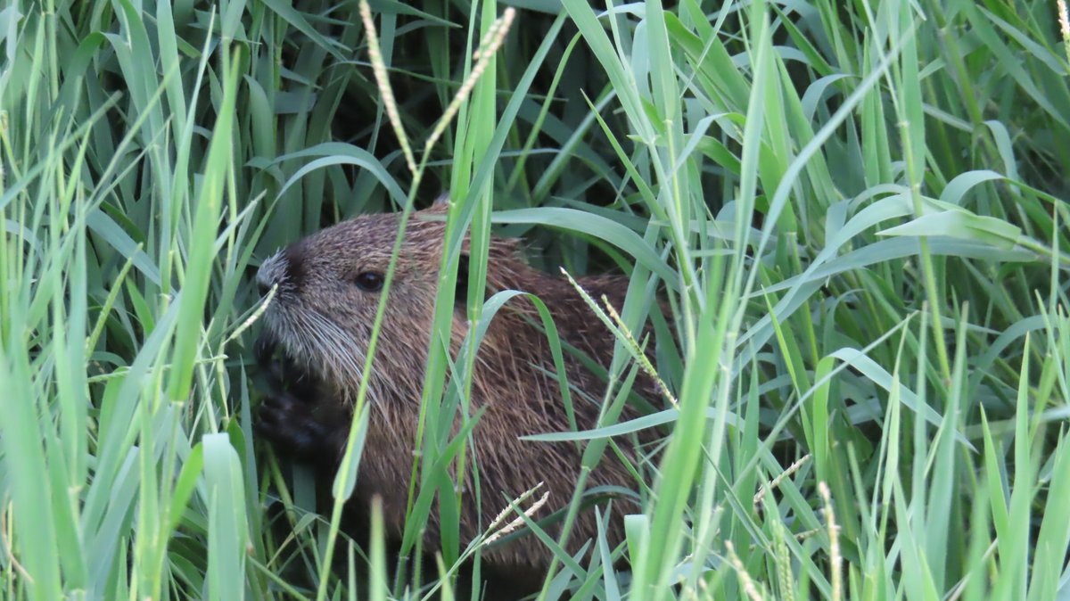 nutriabot's tweet photo. Mヶ丘公園 ヌートリア 中1匹 8月5日
もう、おチビちゃんとは言えません。
#nutria #coypu #ヌートリア #ragondin #緑ヶ丘公園 https://t.co/17FjxUfUSZ