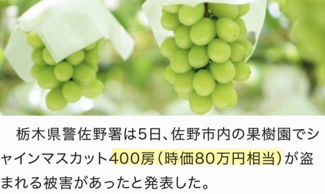 sorapiyo1111111's tweet photo. うわ！また盗まれた！

【シャインマスカット400房が盗難被害】
栃木・佐野の果樹園