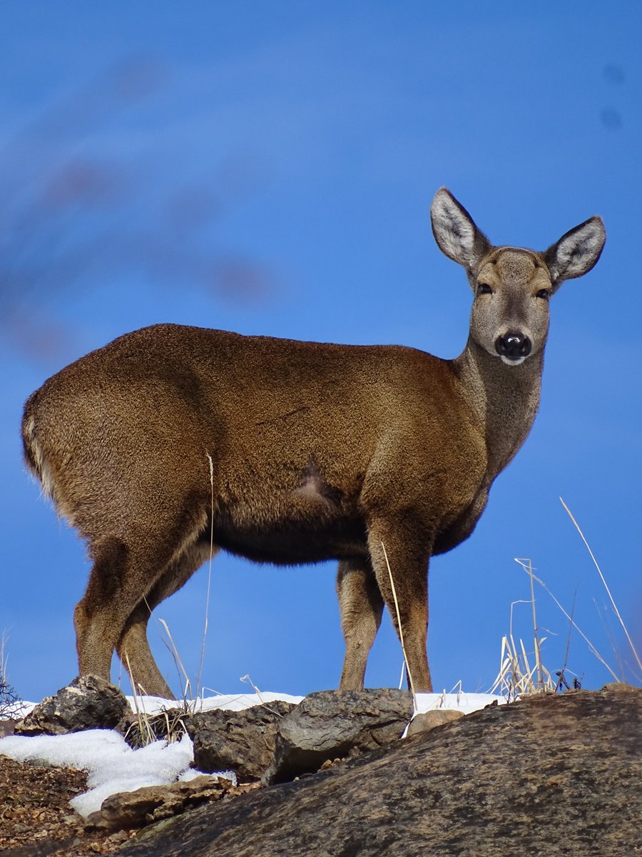 conaf_aysen's tweet photo. Hoy, 5 de agosto, es el #DíaDelHuemul 🦌. Este ciervo patagónico, símbolo de nuestro escudo y Monumento Natural de Chile, se encuentra en grave peligro de extinción. 🧵👇 #Aysén https://t.co/gLwE3tqPSL