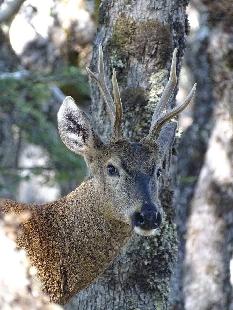 conaf_aysen's tweet photo. Hoy, 5 de agosto, es el #DíaDelHuemul 🦌. Este ciervo patagónico, símbolo de nuestro escudo y Monumento Natural de Chile, se encuentra en grave peligro de extinción. 🧵👇 #Aysén https://t.co/gLwE3tqPSL