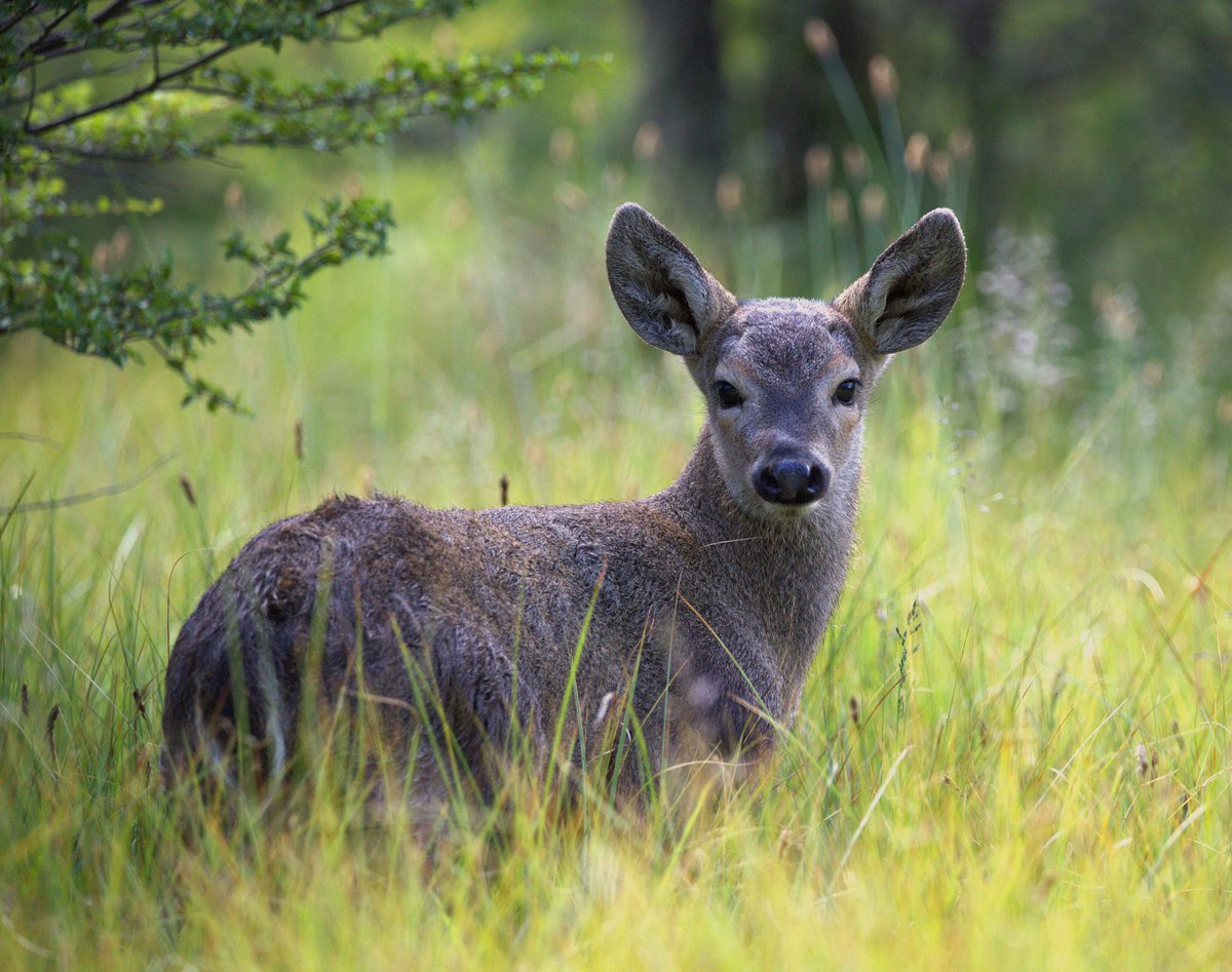 conaf_aysen's tweet photo. Hoy, 5 de agosto, es el #DíaDelHuemul 🦌. Este ciervo patagónico, símbolo de nuestro escudo y Monumento Natural de Chile, se encuentra en grave peligro de extinción. 🧵👇 #Aysén https://t.co/gLwE3tqPSL