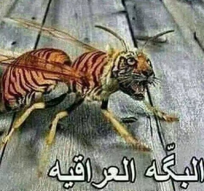 dead_gray9tw's tweet photo. @bo_b404 آسف بس اني "الب��ه العراقیه" https://t.co/AHgD8hRT2z