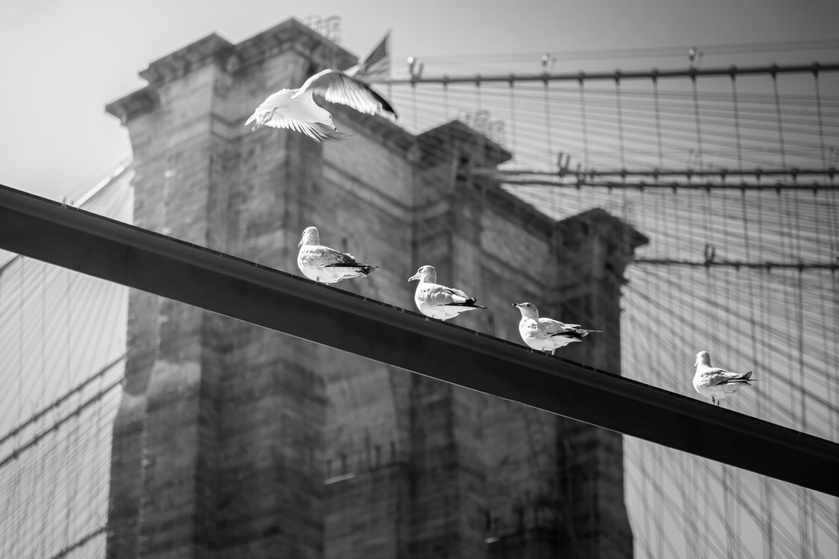BEH0LDINGEYE's tweet photo. Bridges of NY https://t.co/AlkiML651j