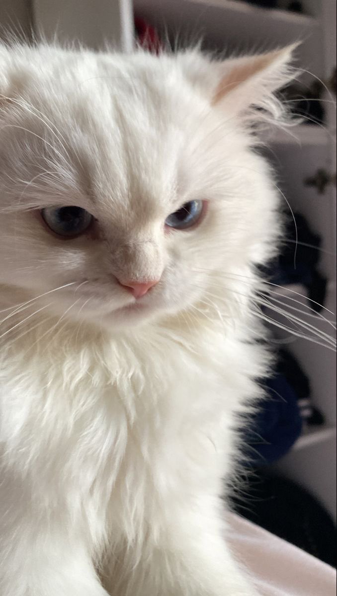 sweetwhimpsy's tweet photo. First, let me introduce you all to my pretty grumpy cat, Princess Marie🐾 https://t.co/tXSom5apae
