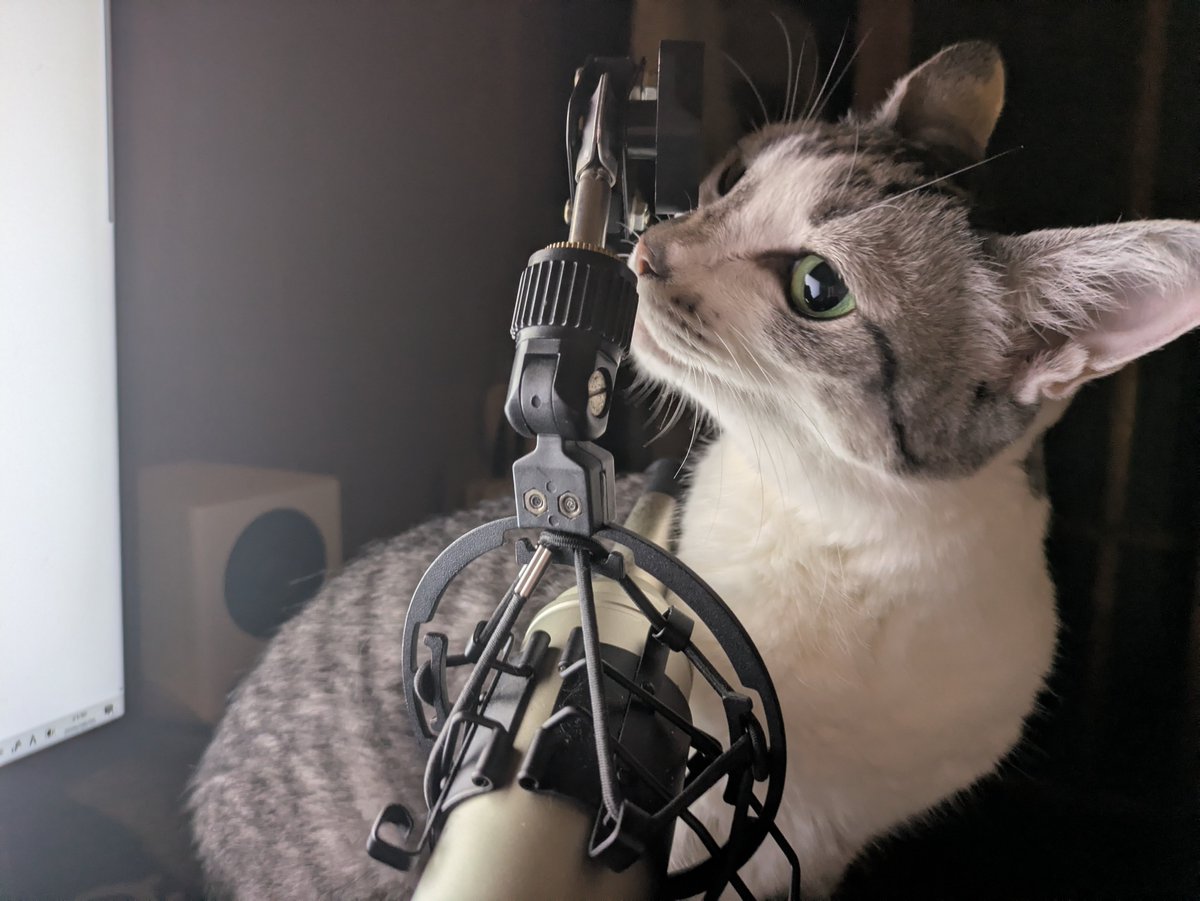dareshiragame's tweet photo. 邪魔してくる猫 https://t.co/wunbU86xoT