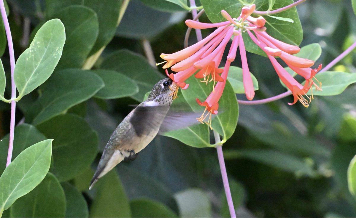 ell_enR's tweet photo. Ruby-throated hummingbird enjoying the honeysuckle !
Northern NJ
8/2/2026
#hummingbirdlove #hummingbird #hummingbirds #rubythroatedhummingbird #birdlover #BirdLover #birdsandblooms #birdphoto #birdphotographer #naturephotographers #Naturelove #NaturesBeauty #NaturePhoto #nature https://t.co/m56cTp2yKq