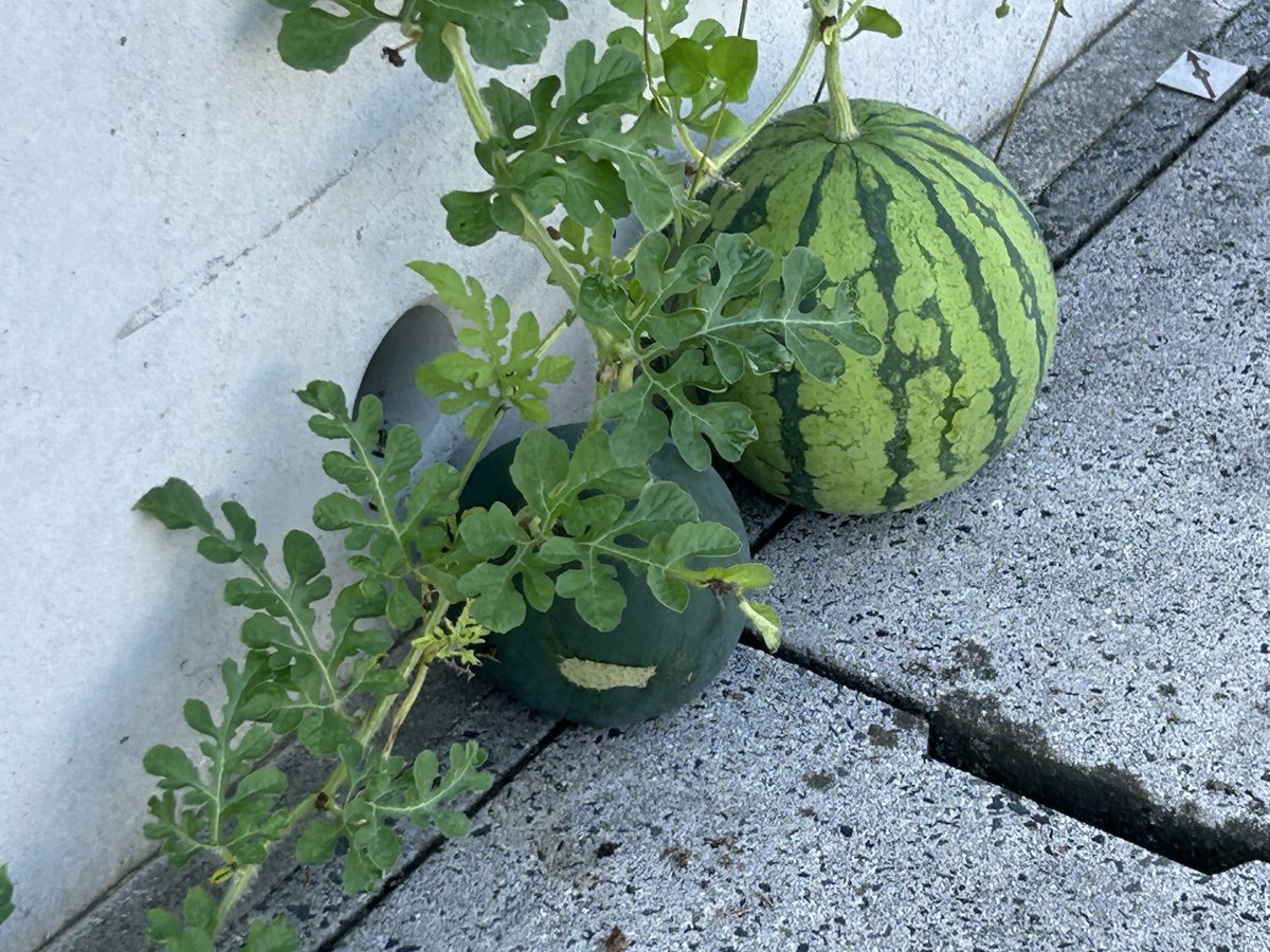 TOY_STEP1's tweet photo. 週一回のウォーキングで毎回　ルートを変えて歩いているが　こんな所に西瓜があった　多分、通勤通学では朝は人が多いはず　面白い　次回、通る時にはどんだけ大きくなっているか　楽しみ https://t.co/hxKayLvDgI