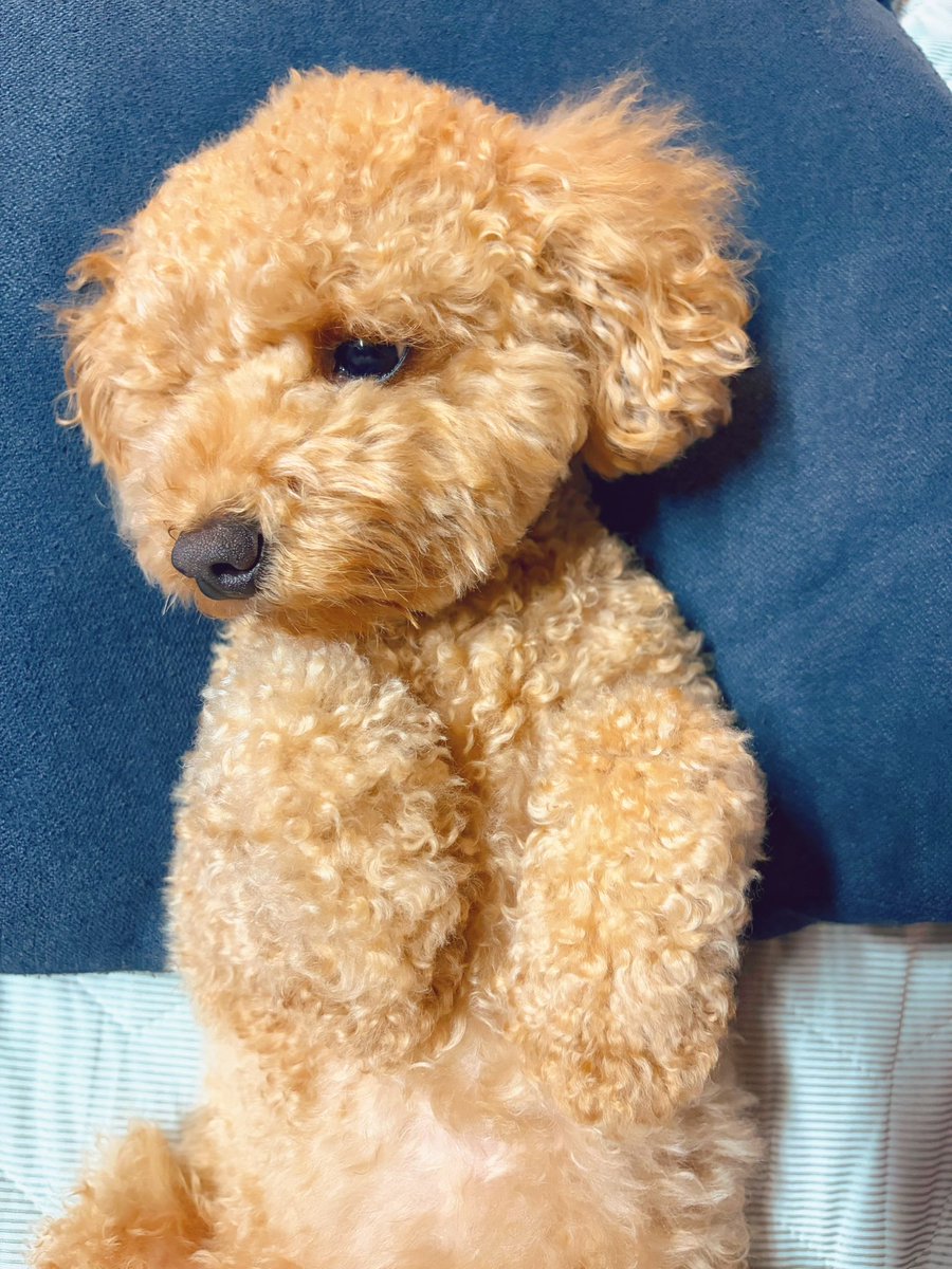 Lemoon61's tweet photo. 歯磨き前の観念した様子。 https://t.co/O7uEmgtJcc