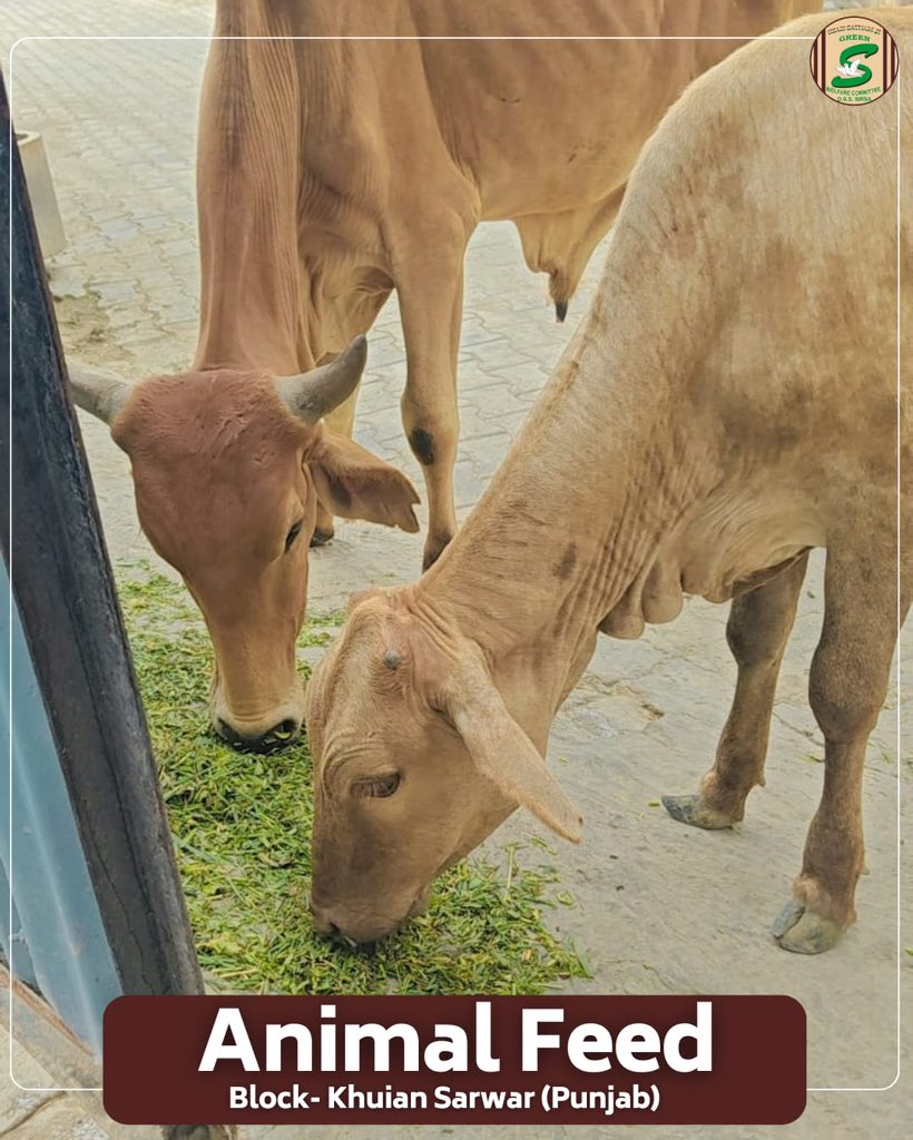 GreenSwelfares's tweet photo. Compassion shines brightest when it reaches those who cannot ask for help. Inspired by the teachings of Saint Dr. Gurmeet Ram Rahim Singh Ji Insan, volunteers from Shah Satnam Ji Green 'S' Welfare Committee in Block Nangal Kheri (Haryana) and Block Khuiyan Sarwar (Punjab) lovingly arranged fresh green fodder for stray animals. Their selfless service not only filled empty stomachs but also spread kindness, care, and hope to these innocent beings.

Every act of compassion brings us one step closer to a world where every life is valued and protected.

#AnimalWelfare #FeedTheHungry #StrayAnimalCare #AnimalFeed