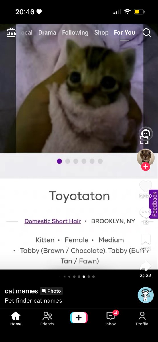 InternyThings's tweet photo. @Rynako_ One pet, and one petfinder unique name find~ https://t.co/ivcu72mSXG