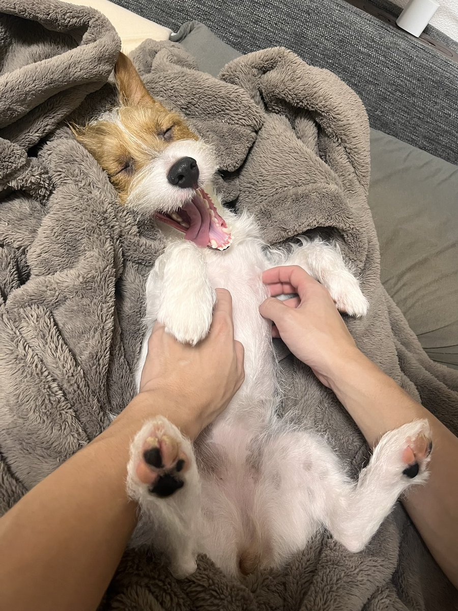 papaya_paya11's tweet photo. 寝る前のなでなでマッサージタイム🛋
大事にされすぎている犬、それでいい https://t.co/abTmVm33dJ