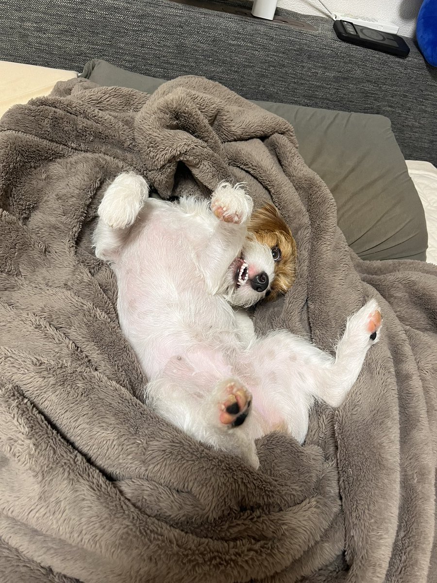 papaya_paya11's tweet photo. 寝る前のなでなでマッサージタイム🛋
大事にされすぎている犬、それでいい https://t.co/abTmVm33dJ