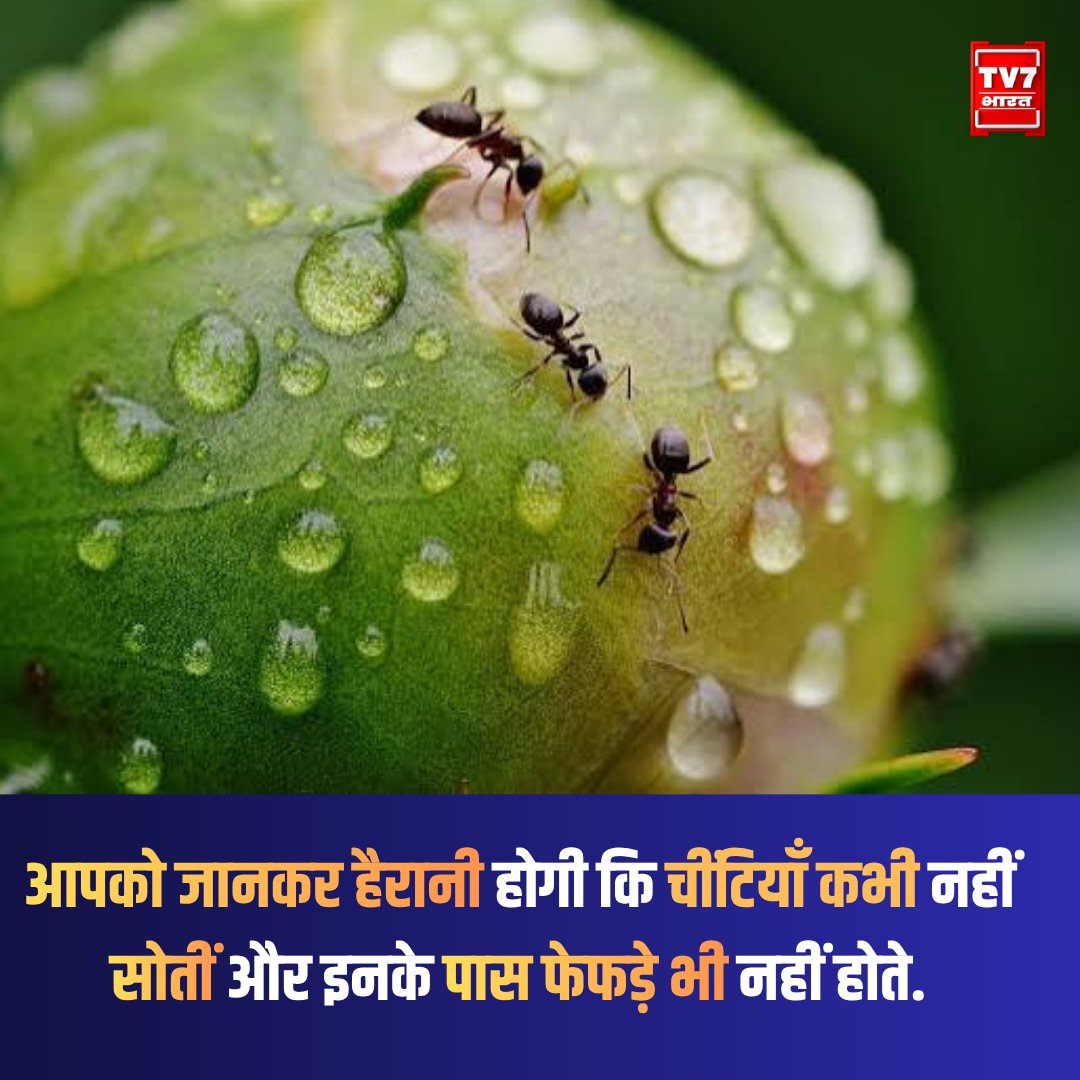 Tv7Bharat's tweet photo. आपको जानकर हैरानी होगी कि चीटियाँ कभी इंसानों की तरह लंबी नींद नहीं सोतीं और सांस लेने के लिए उनके पास फेफड़े भी नहीं होते।
#AntFacts #NatureScience #HindiFacts #CuriousMind #QuestioningLife #AmazingFacts #ThoughtProvoking https://t.co/Y8ZlGWZ135