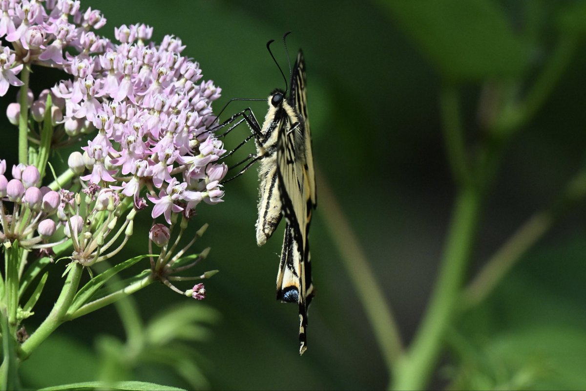 ell_enR's tweet photo. Eastern Tiger Swallowtail
I like this interesting side view, I usually wait for the open wing shot. Northern NJ 8/2026
#butterfly #butterflylove #butterflies #butterflylover #butterflyphoto #BUTTERFLIES #NatureLover #naturephotos #NatureIsBeautiful #naturephotographers #nature https://t.co/QgnDza9Hp2