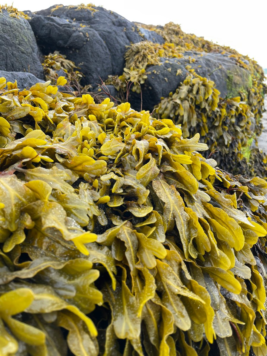PonticaVia69014's tweet photo. Seaweed absorbs CO₂ as it grows, but that does not automatically make every farm a permanent carbon sink. Location, nutrients, water circulation, harvesting and biomass use all matter. 

SEAGROW is testing these impacts with real field data.

#SEAGROW #SeaweedFarming https://t.co/OGySOLez5x