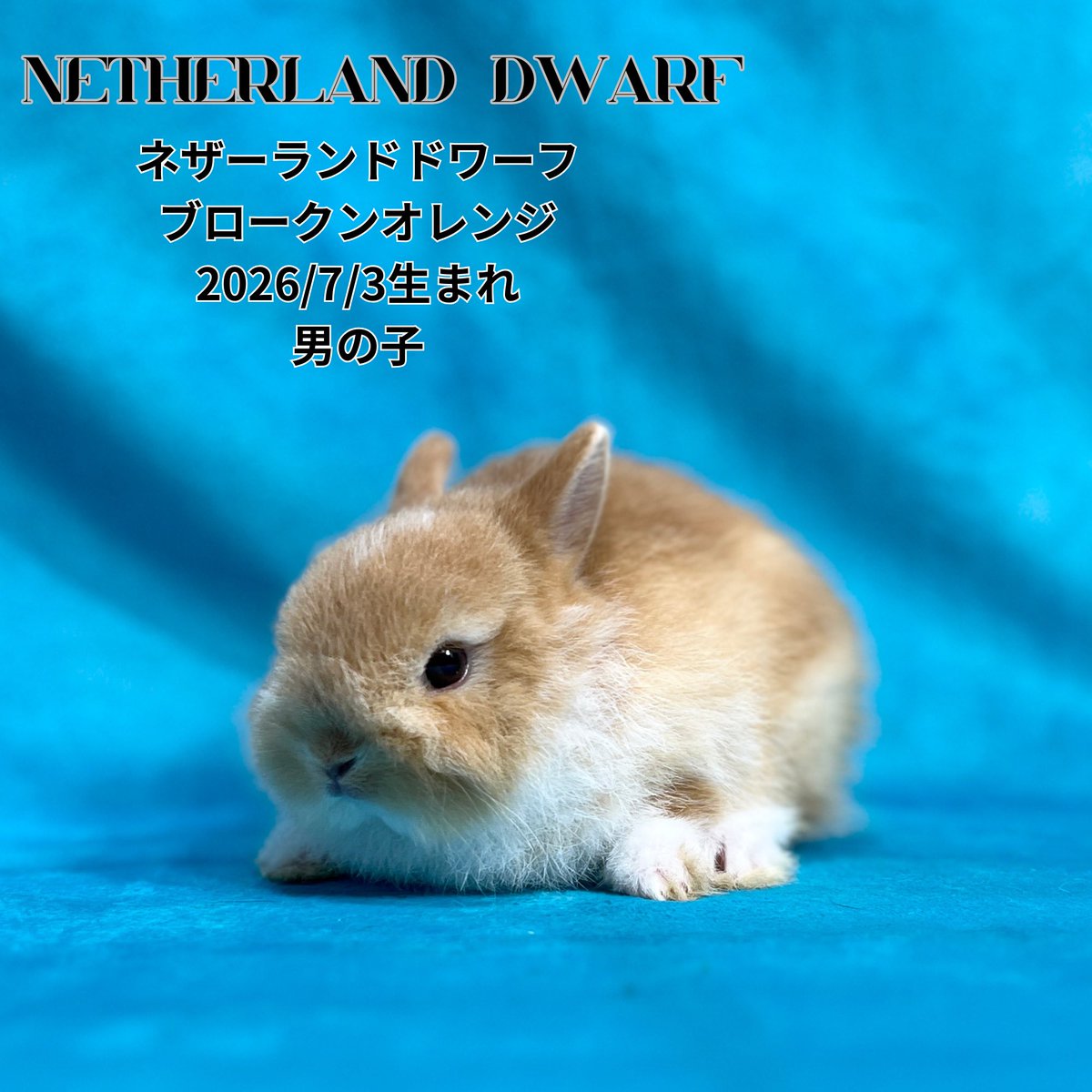 monlapin_rabbit's tweet photo. 『夏休みセール』好評開催中‼️
見学予約も承っております✨

当店のホームページもご覧ください。
https://t.co/xnEodU2g1L

#モンラパン#うさぎ専門店 https://t.co/5OwyZ6ghX8
