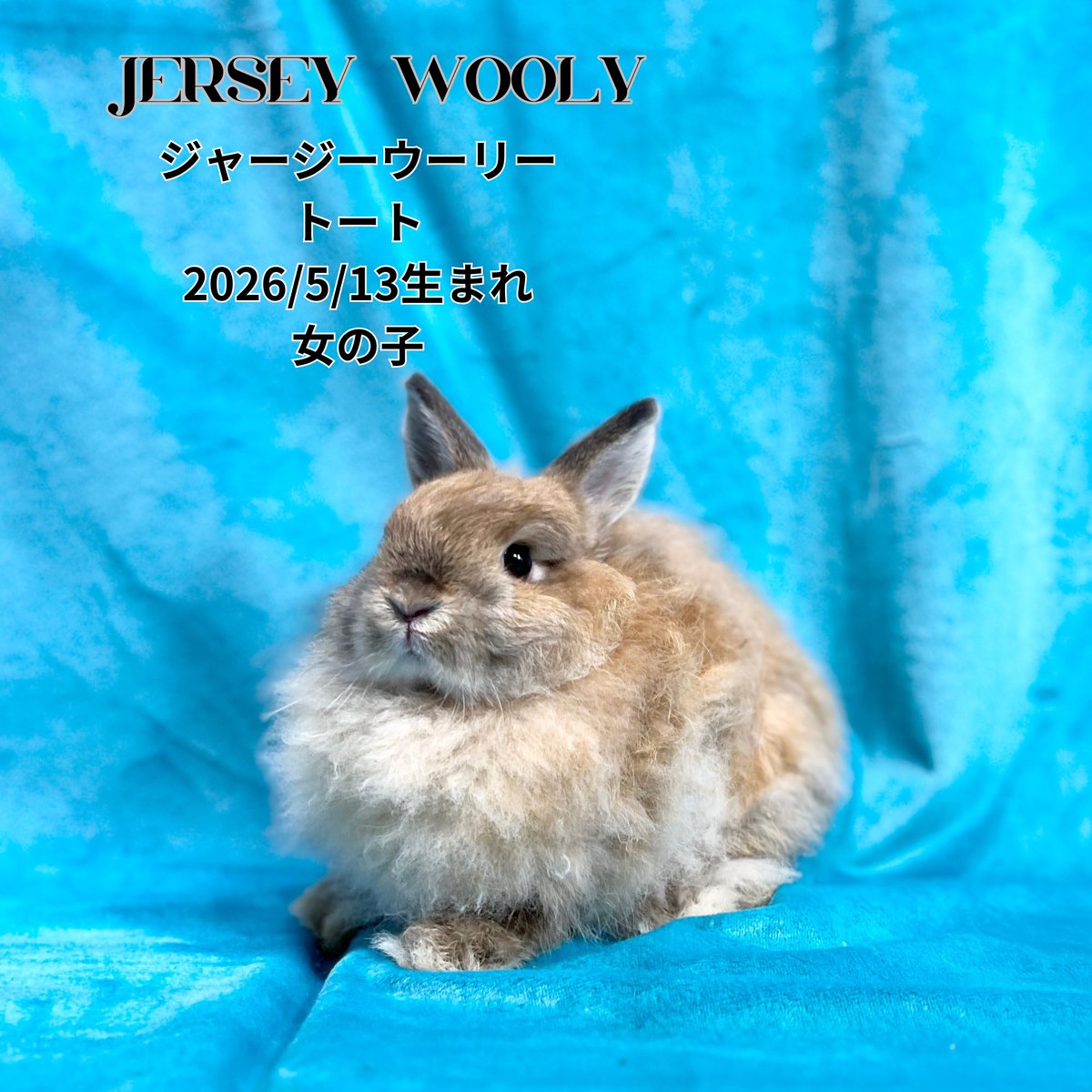 monlapin_rabbit's tweet photo. 『夏休みセール』好評開催中‼️
見学予約も承っております✨

当店のホームページもご覧ください。
https://t.co/xnEodU2g1L

#モンラパン#うさぎ専門店 https://t.co/5OwyZ6ghX8