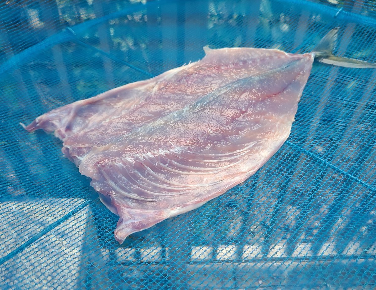 damy26973168's tweet photo. サバは干物に。マダイアラ、カサゴ、トラギスは煮付けになりました。
あとソウダのアラはメチャ旨な味噌仕立てのアラ汁になるのでお試しあれです（写真無し） https://t.co/40qZSTnE6m