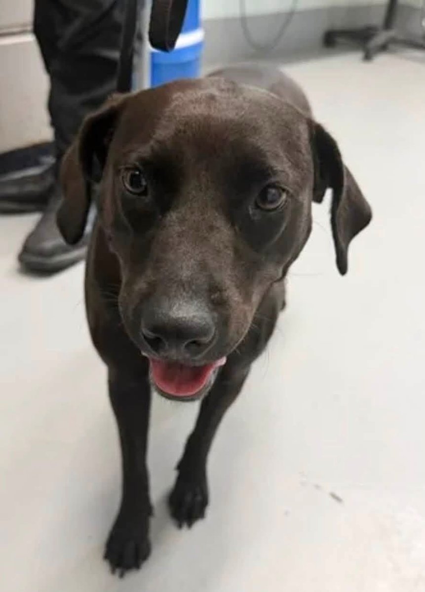 LisaBrabson's tweet photo. BLACKIE ๐ค#A378870 3yo
Absolutely adorable little Lab-mix, gorgeous,glistening black coat,such a wee beauty!
Suffering from the STUPID STIGMA of STUPID people who fear black animals ๐คฏ
Precious!
Plz #Adopt #Foster or #Pledge4Rescue to save this wee angel ๐
#CorpusChristiACS https://t.co/UmCTfSQLTL