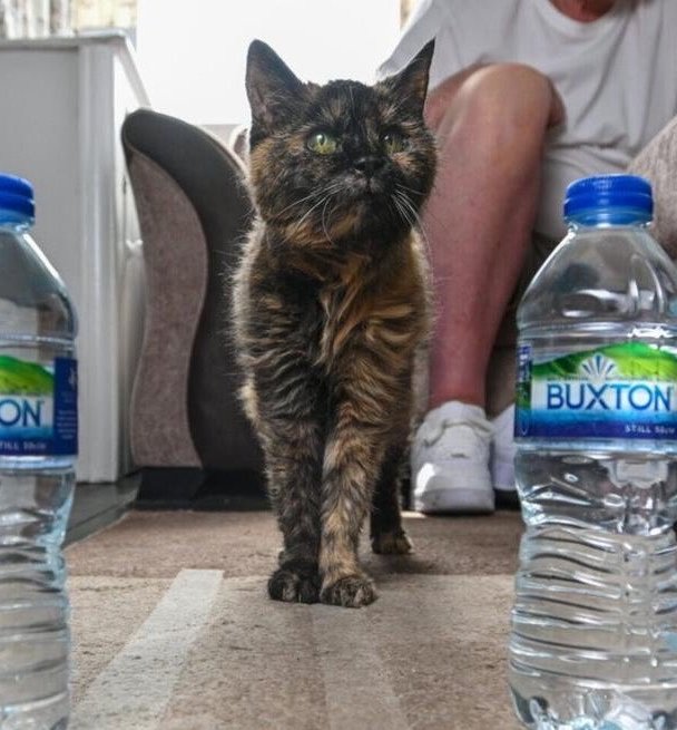 AcervoCharts's tweet photo. A gata mais velha do mundo acabou de completar 31 anos.

Ela só bebe água de nascente e tem uma dieta diária de salmão, camarão, frango e atum. https://t.co/0rnAJMlDAw