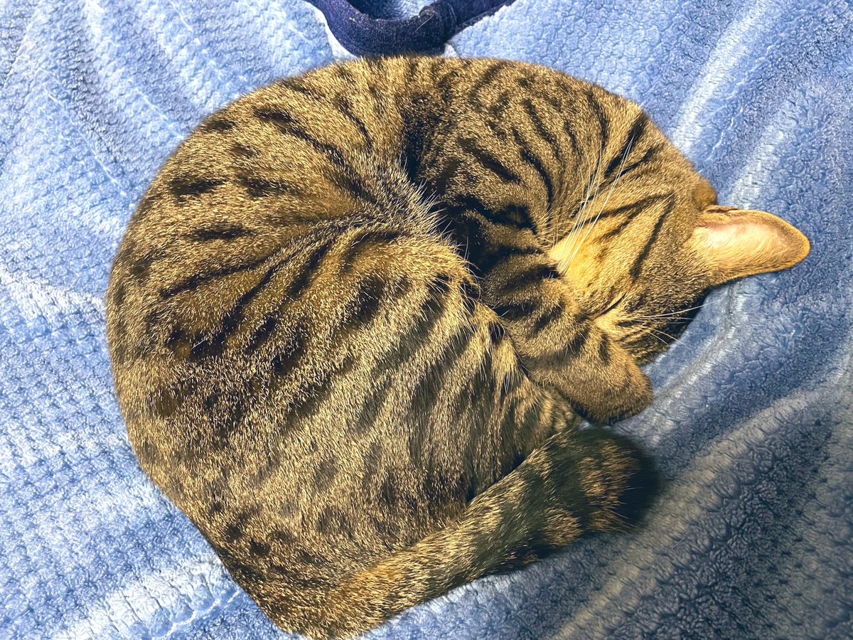 Toracha1222's tweet photo. みんな、おやすみにゃ😸

いい夢見てにゃ😸

＃キジトラ
＃保護猫 https://t.co/Brukq5OYLO