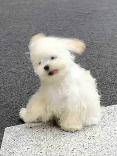 pinnarjjee's tweet photo. น้องกล่องหลังเก็บลิ้นหน่อย 🐾
#MARCKRIS https://t.co/OlTbHZZLDF