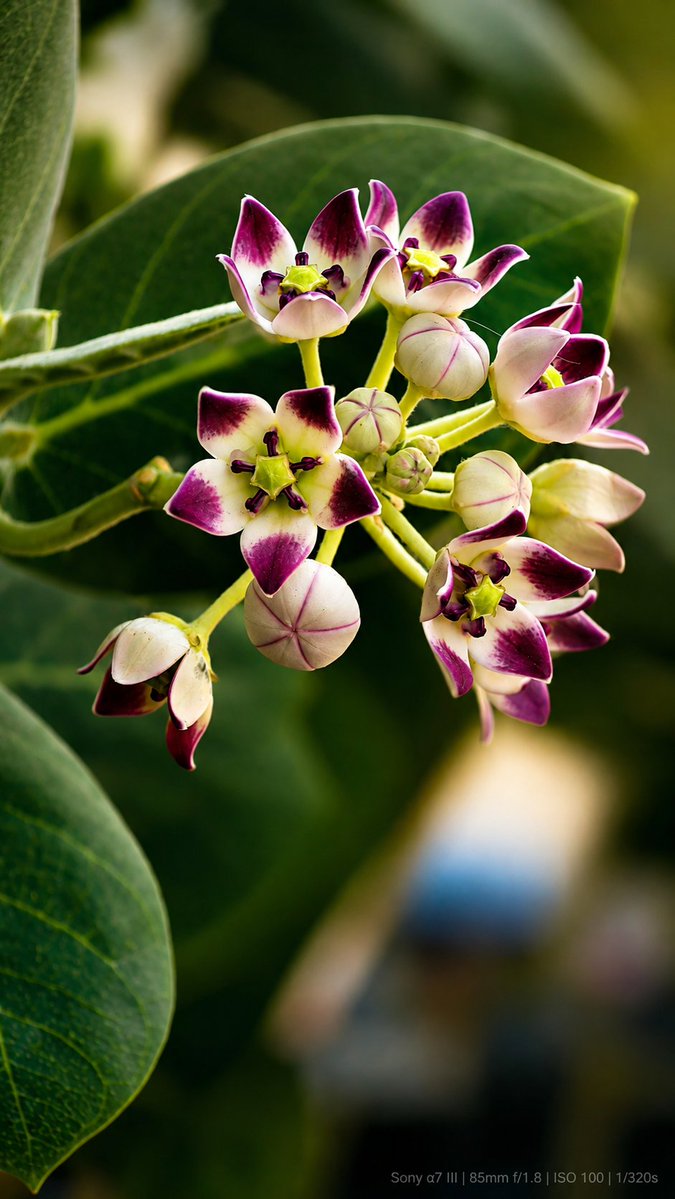 Ansif_k1997's tweet photo. Nature doesn't compete for attention—it simply blooms, and the world notices. 🌸📷
Shot on a moment, perfected by light.

#NaturePhotography #MacroPhotography #Flowers #NatureLovers #FloralBeauty #Photography #CloseUp #Nature #Bloom  #ShotOnS25Ultra https://t.co/araPvnyDbp