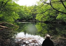 YabaiTeikoku's tweet photo. 県庁も建設業者も手を引いた――岐阜「三井池」の大蛇伝説

岐阜県各務原市に、かつて「三井池」と呼ばれた場所があったといいます。

現在の三井山公園付近にあったとされる池で、明治から昭和初期にかけて、村人たちはここを「大蛇が住む、いわく付きの池」と恐れていました。

特に危険視されていたのが、池の北西にある深い場所です。人に災いをもたらすとされた岩は「落岩」と呼ばれ、誰も近づこうとしませんでした。

ところが明治39年ごろ、小林久作という男性が夜釣りに出かけます。

帰宅した彼は顔面蒼白で、全身をけいれんさせながら高熱に苦しみ、「大きい……」という言葉を残して突然亡くなったと伝えられています。

何が大きかったのか、その正体は分かっていません。約10年後には、富田安太郎という男性も池で夜釣りをしました。

そこで目撃したというのが、頭だけで1メートルほどもある巨大な蛇でした。富田は必死に逃げ帰りましたが、直後から高熱にうなされます。

「二度とこの池で釣りはしません」と祈り、なんとか助かったといわれ、池の大蛇を見て生還した唯一の人物とされています。

昭和元年には、池の周囲で草刈りをした村人たちが、そろって原因不明の重病にかかったという話も残されています。

また昭和4年ごろ、池の近くに建てられた仮設住宅では、「風がないのに家が激しく揺れる」「誰もいない屋根に石が落ちる音がする」といった怪現象が続き、やがて住民は誰もいなくなったと伝えられました。

そして1929年、岐阜県は河川改修工事で出た土砂を使い、三井池を埁め立てる計画を立てます。

工事を請け負ったのは「大林組」と記録されていますが、現在の大手ゼネコンと同一企業なのかは、記事の情報だけでは断定できません。

工事関係者の尾関庄太郎は、「この池には大蛇の祟りがある」と聞いた直後、突然倒れたといいます。20人がかりで屋内へ運ぶと、今度は蛇のように体をくねらせ、医師にも原因が分かりませんでした。

僧侶や御嶽行者が祈祷を始めると、尾関は別人のような声で、こう告げたとされています。「我は三千年前から三井池に住む龍王である。

七人の眷属を従えている。この池を埋めるなら、大林組も村人も一人残らず取り殺す」工事監督が平伏して謝罪し、祈祷を続けると、尾関はようやく正気を取り戻しました。

しかし、その後もしばらく病床から起き上がれなかったそうです。事態を重く見た建設業者は県庁へ報告し、埋め立て場所の変更を要請しました。

県の担当者が調査した結果、計画は変更されたといいます。さらに伊勢神宮へ代理参拝を行い、夢のお告げを受けた村人たちは龍王を祭ることを決め、毎年7月20日に祭事を行うようになったと伝えられています。

話はここで終わりません。同じ各務原市にある苧ヶ瀬池には、現在も水神として「八大龍王」が祭られています。

一方、三井池の龍王は、自分と七人の眷属がいると語ったとされます。龍王が一柱、眷属が七柱――合わせれば八柱です。

もちろん、これらは古い伝承やオカルト記事をもとにした話であり、死亡や病気、工事変更が本当に「龍王の祟り」によって起きたことを示す科学的証拠はありません。

伝承の細部や企業との関係にも、さらに史料による検証が必要です。

それでも、水辺を埋め、土地の姿を変えようとしたときに限って、不可解な出来事が重なったという物語は、単なる怪談以上のものを感じさせます。

昔の人が「祟り」と呼んだものは、自然や土地を人間の都合だけで壊してはいけないという警告だったのかもしれません。

県庁さえ計画を変更したという三井池の底には、今も怒りを鎮めた八柱の龍が眠っているのでしょうか？