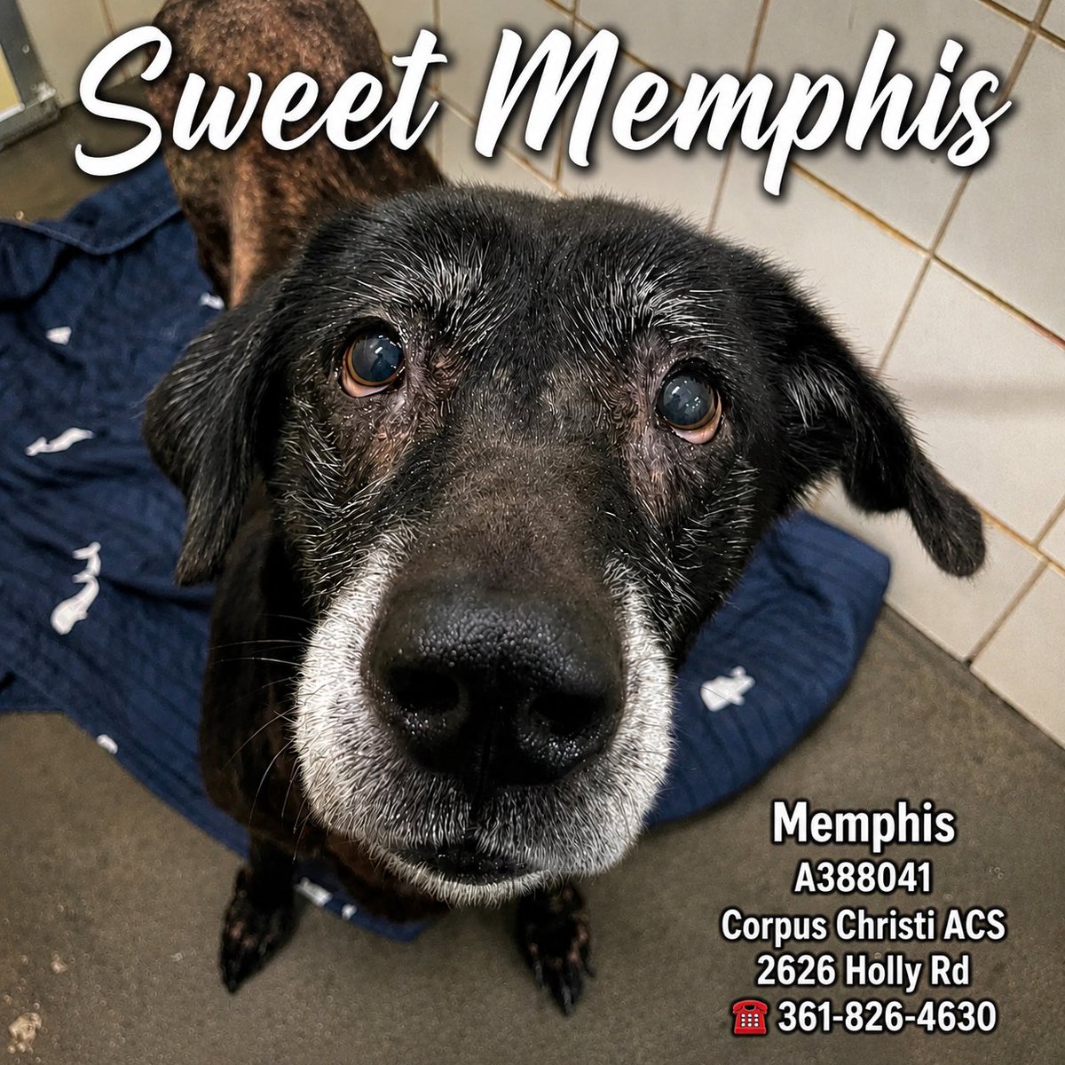 shannon_fla's tweet photo. 🆘Memphis #A388041 at risk TBK anytime for space at #CorpusChristiACS 🆘

Memphis needs a hero ASAP and a little TLC. Memphis has been described as just the sweetest.   She is a 7 y/o lab mix that needs a spa day to treat a little hair loss on her back side. She needs a soft landing not a noisy, cold kennel. Not fear.  

Please save sweet Memphis and #pledge for her #rescue. #Texas peeps be her hero.