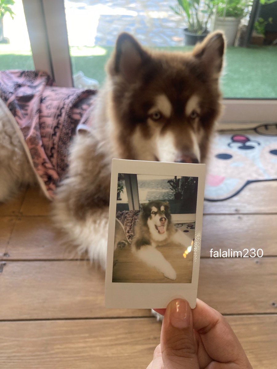 falalim230's tweet photo. https://t.co/JwEyQZ8ycz