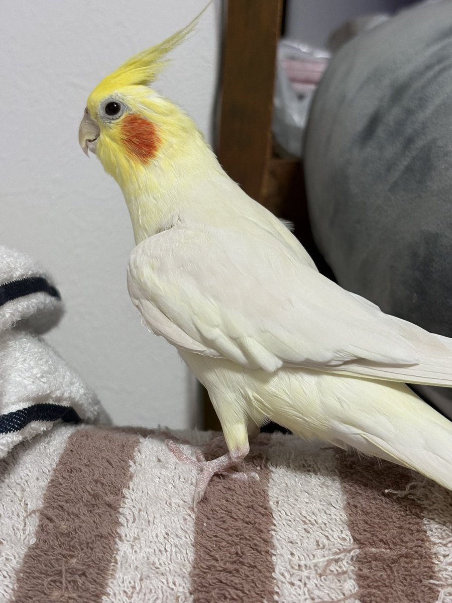 Azky3M's tweet photo. 素知らぬ顔してますがさっきまで口にほわ毛がついてワナワナしてたのは誰だったかなぁ～？
#オカメインコ https://t.co/GVAtADZqSZ