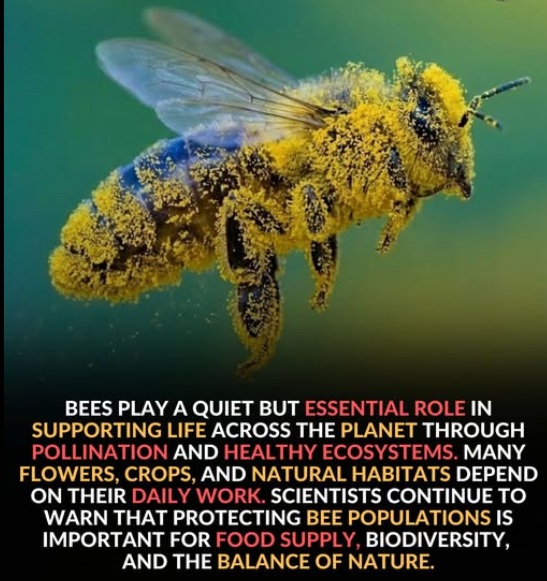 RGWritesFantasy's tweet photo. Everything is struggling to find water in this prolonged dry weather.

Please think of those who do some much work to protect the plant by putting out fresh water in shallow bowls and add stones to some of them so that bees, butterflies, dragonflies and all mini beasts have somewhere safe to drink without getting caught by the waters surface tension.

Thank you.

#SaveBees #LoveNature #LoveWildlife #BeKind #SaveThePlanet
