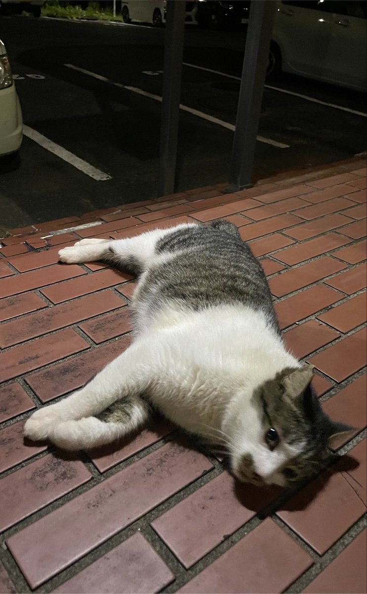 猫教授 (@yaskaz) / Posts / X