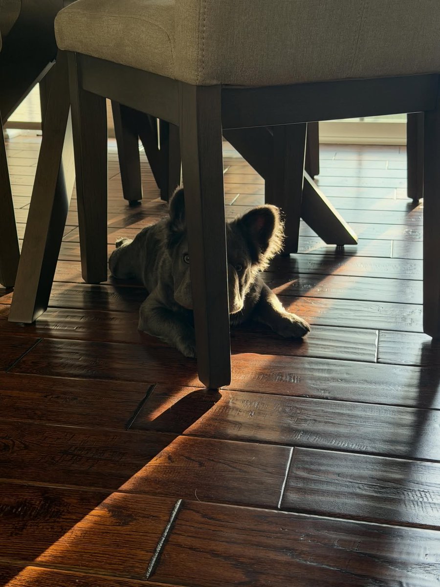 TheFrBulldogUS's tweet photo. Thinks he is hidden🤣🤣 https://t.co/6NK4rgQKiQ
